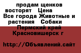 продам щенков восторят › Цена ­ 7 000 - Все города Животные и растения » Собаки   . Пермский край,Красновишерск г.